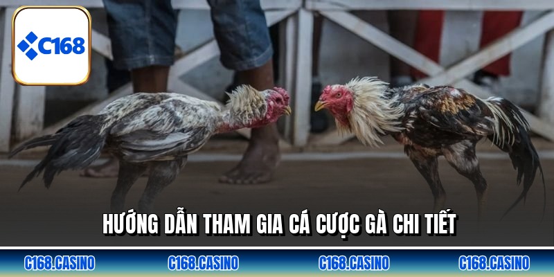 Hướng dẫn tham gia cá cược gà chi tiết